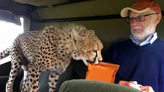 Prădătorul blând: de ce ghepardii nu atacă niciodată oamenii