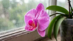 Orhideea a înflorit — nu vă grăbiți să tăiați tulpina: există un aspect important de care trebuie să țineți cont