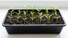 De ce ardeii cresc slab: cele mai frecvente greșeli la însămânțare