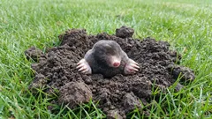 Cârtițele vă distrug peluza? 9 metode de a scăpa de ele fără a deteriora solul