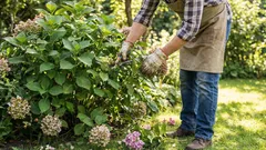 De ce hortensia crește viguroasă, dar nu înflorește deloc: o greșeală pe care o fac mulți grădinari