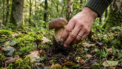 Se pot culege ciupercile? Culesul ciupercilor a fost subiectul unor dezbateri de zeci de ani — iată răspunsul