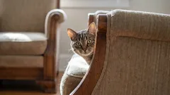 Descoperă secretul fericirii pisicii: trei acțiuni zilnice care sunt vitale pentru ea