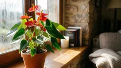 Anthuriumul va înflori luni întregi dacă știi aceste reguli de îngrijire