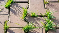 Buruienile răsar mereu printre dale — o metodă eficientă de a le combate