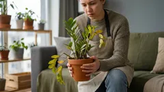 Zamioculcasul nu crește? 5 motive pentru care își pierde frunzele