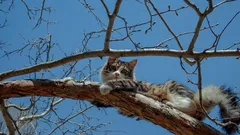 De ce pisicile se urcă ușor în copac, dar nu pot coborî? Ce trebuie făcut în această situație?