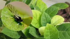 Muștele vor dispărea din ghivecele cu flori: metode eficiente pentru orice locuință